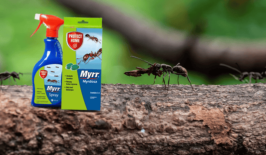 Effektiva myrmedel för hem och trädgård