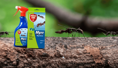 Effektiva myrmedel för hem och trädgård